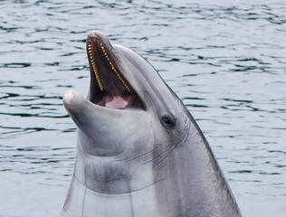 Dolfinarium Harderwijk