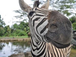 Taman Safari Bogor