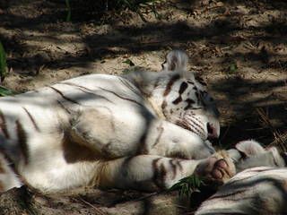 Audubon Zoo