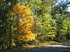 Herbst im Bernheim Arboretum. © bobstovall