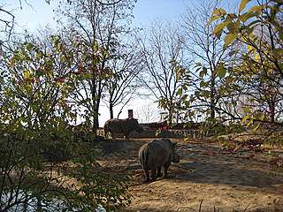 Nashörner im Toledo Zoo. © sdixclifford