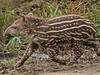 Zoo Salzburg sucht Namen für Tapir-Nachwuchs