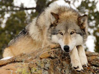 Wild Spirit Wolf Sanctuary