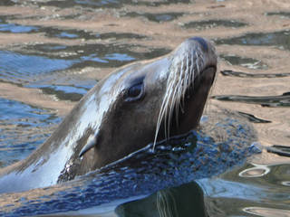 Hunstanton Sea Life Sanctuary