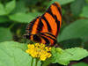 Parkübersicht: Schmetterlingsgarten Sayn