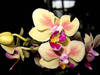 Orchidee in der Biosphäre Potsdam. © quinet