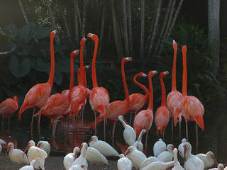 Flamingo Gardens