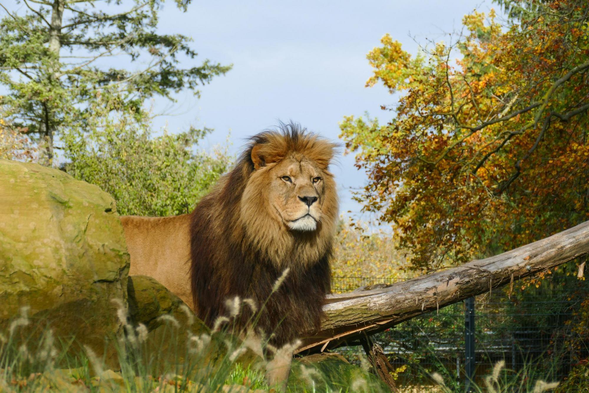 Zoo Heidelberg