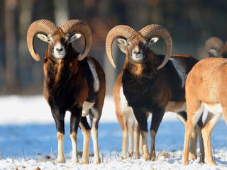 Erlebnis-Wildpark Alte Fasanerie