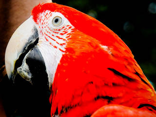 Papagei im Donjon des Aigles © bandit pics
