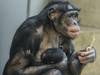 Wilhelma - Babyboom bei den Bonobos
