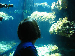 Steinhart Aquarium