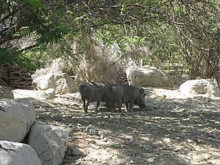 Living Desert Zoo and Gardens