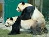 Panda-Paarung erfreut Tiergarten