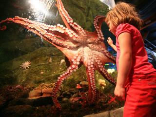 Das Seattle Aquarium in Seattle, Washington © laszlo-photo