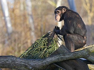 Odense Zoo