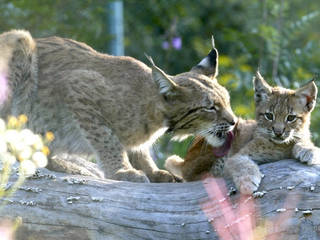 Tierpark Suhl