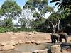 Elefantengehege im Zoo von Melbourne. © thomasrdotorg