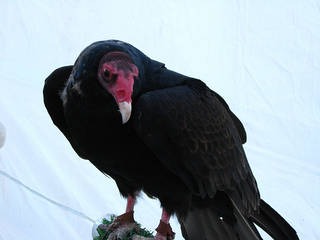 Cascades Raptor Center