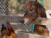 Pony und Huhn im California Living Museum. © David~O