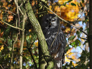 Natur- und Wildpark Buchenberg