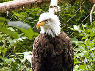 Oregon Zoo