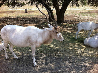 Natural Bridge Wildlife Ranch