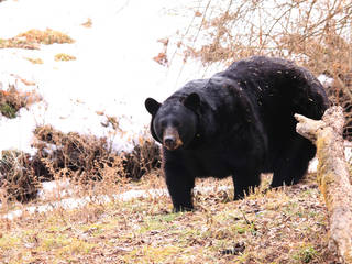 Wildlife Prairie State Park