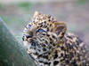 Baby Leopard © MacJewell