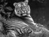 Tierpark Hellabrunn trauert um Tiger Nurejev