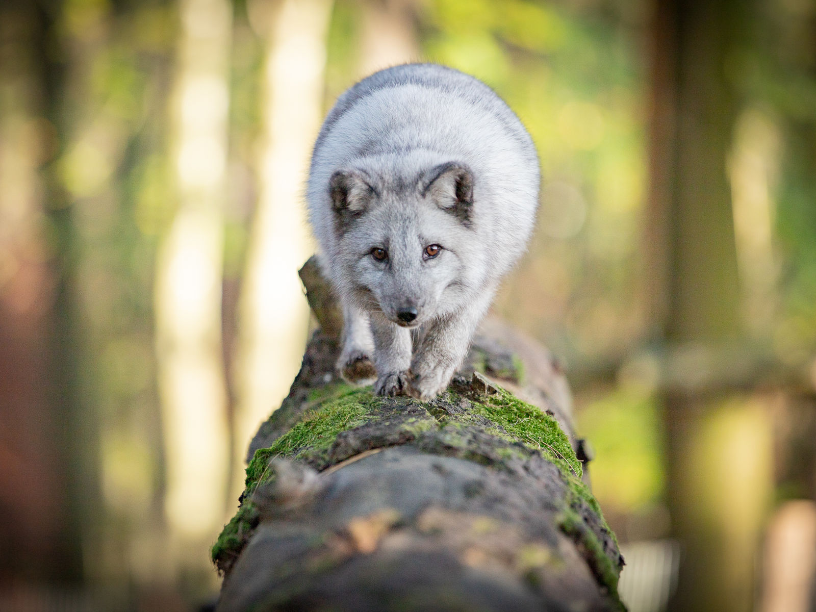 Wildtierpark - Domäne der Grotten von Han