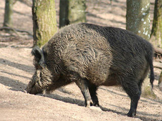 Wild- und Erlebnispark Daun © Wild- und Erlebnispark Daun