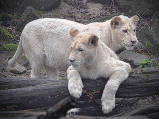 Ouwehands Dierenpark