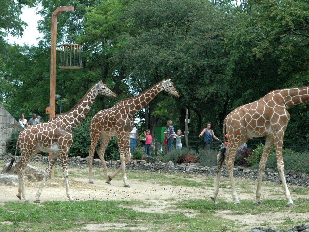 Thüringer Zoopark Erfurt