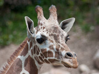 Utah's Hogle Zoo