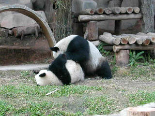 Chiang Mai Zoo