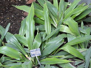 Jardin Botanique de Lyon