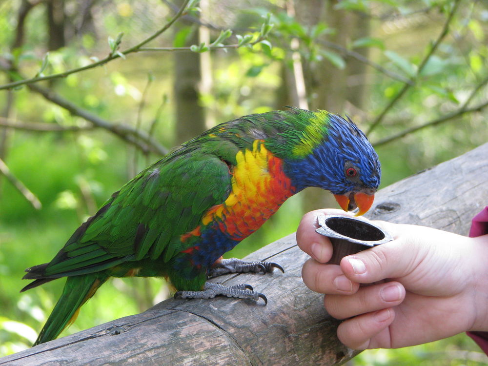 Vogelpark Marlow