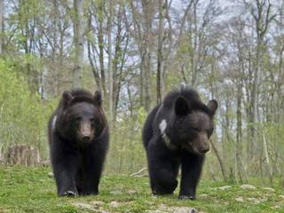 Tierpark Dählhölzli