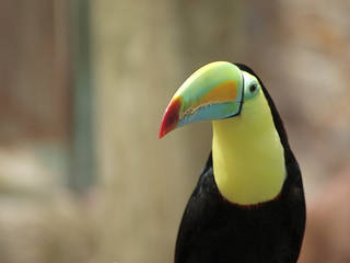 Emerald Forest Bird Gardens