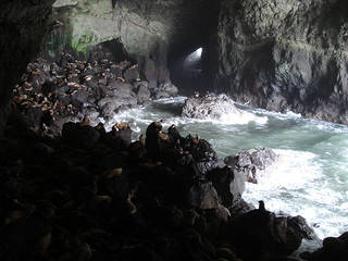 Sea Lion Caves