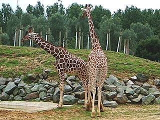 Colchester Zoo