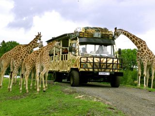 Safari im Serengeti Park © Serengeti Park