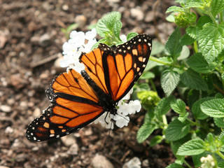 Original Mackinac Island Butterfly House