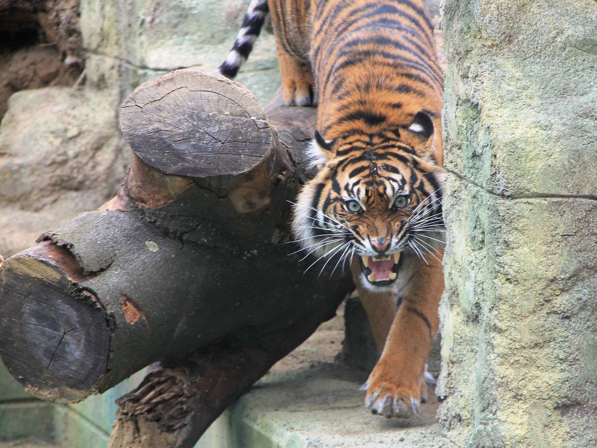 Tigertempelgarten im Zoo Osnabrück