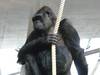Wilhelma - Gorillas ins neue Affenhaus umgezogen