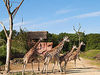 Die schönsten Zoos in NRW