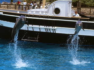 Sea Life Park Hawaii