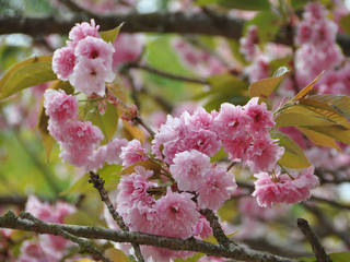 Lauritzen Gardens