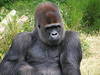 Gorilla im La Vallée des Singes © belgianchocolate